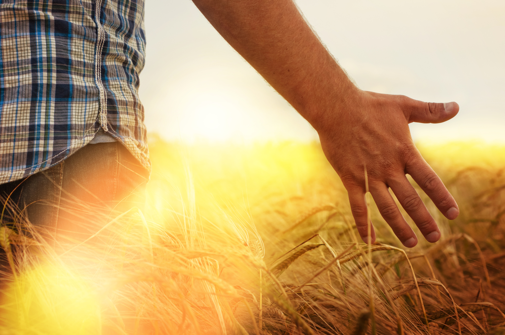 8 Simple Tips for a Better Wheat Harvest