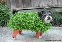 chiadogcostume.jpg