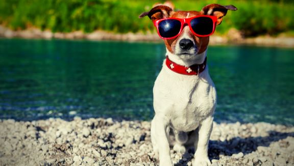 Dog Days of Summer