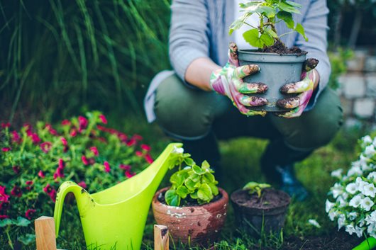 Money-Saving Tips for Gardening & Landscaping 