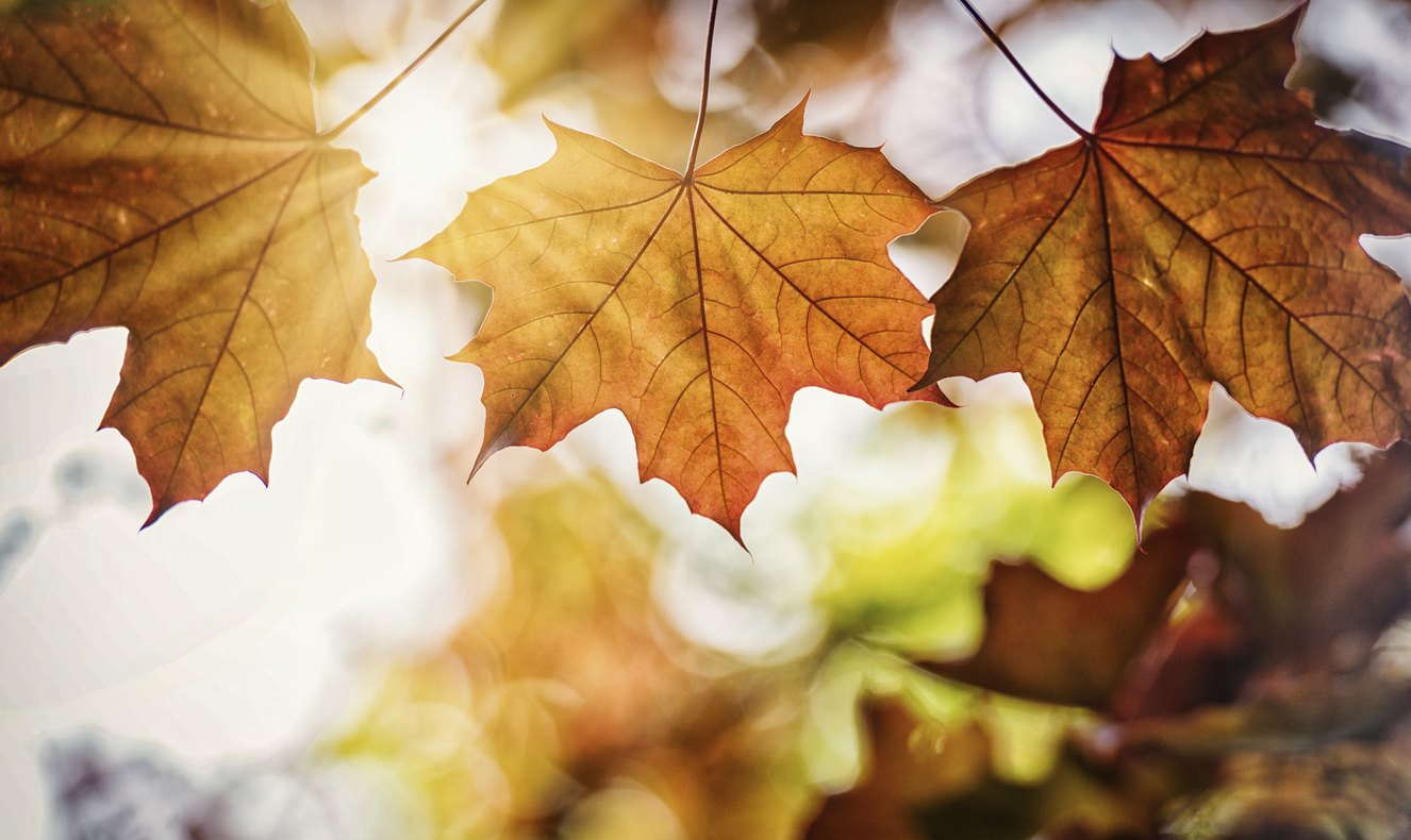 Frugal Ways to Save This Fall